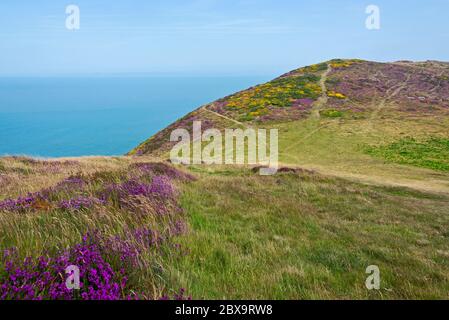 Blick über Butter Hill in Richtung Foreland Point an der North Devon Coast an einem sonnigen Tag. Teil des South West Coast Path und des Exmoor National Parks Stockfoto