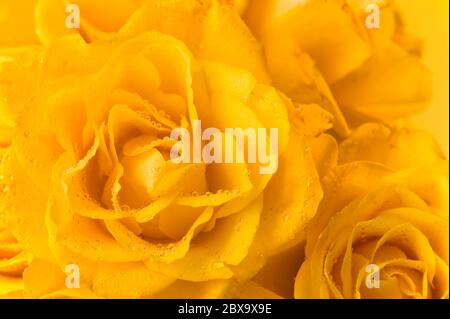 Nahaufnahme von gelben Rosen mit Tröpfchen Stockfoto