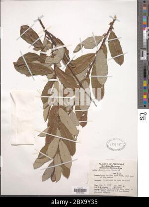 Salix humiis Marshall Salix humiis Marshall. Stockfoto