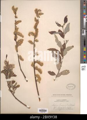 Salix humiis Marshall Salix humiis Marshall. Stockfoto