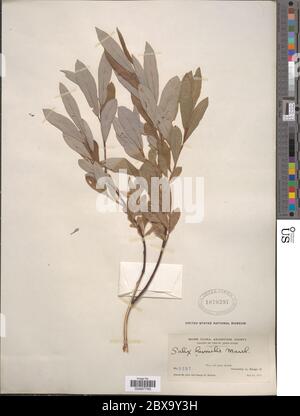 Salix humiis Marshall Salix humiis Marshall. Stockfoto