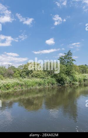 Blauer Sommerhimmel und flauschige Wolken über den Ufern des Flusses Fowey, Lostwithiel, Cornwall, befallen mit giftigem Hemlock Wasserdropfwort / Oenanthe crocata Stockfoto