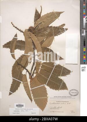 Castanea sativa Mill Castanea sativa Mill. Stockfoto