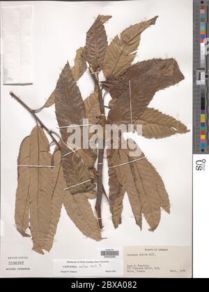 Castanea sativa Mill Castanea sativa Mill. Stockfoto