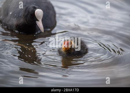 Neugeborenes Baby Eurasisch, oder gemeiner Coot Fulica atra Schwimmen auf einem Teich in Großbritannien Stockfoto