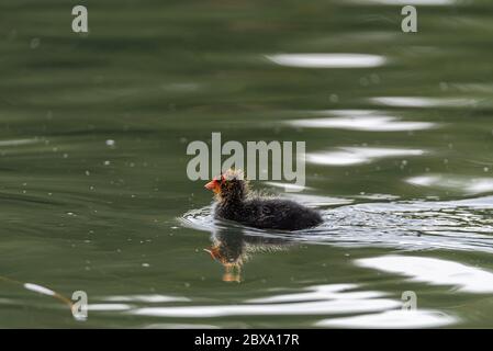 Neugeborenes Baby Eurasisch, oder gemeiner Coot Fulica atra Schwimmen auf einem Teich in Großbritannien Stockfoto