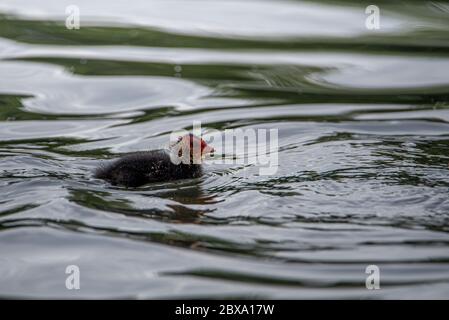 Neugeborenes Baby Eurasisch, oder gemeiner Coot Fulica atra Schwimmen auf einem Teich in Großbritannien Stockfoto