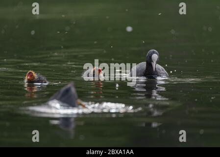 Neugeborenes Baby Eurasisch, oder gemeiner Coot Fulica atra Schwimmen auf einem Teich in Großbritannien Stockfoto