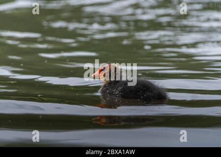 Neugeborenes Baby Eurasisch, oder gemeiner Coot Fulica atra Schwimmen auf einem Teich in Großbritannien Stockfoto