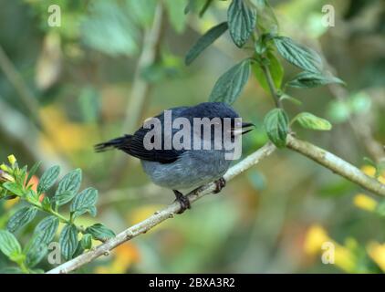 Nahaufnahme von Slaty Flowerpiercer (Diglossa plumbea), die in einem blühenden Strauch im Hochland von Panama ausrasen. Vogel ist endemisch in Panama und Costa Rica Stockfoto