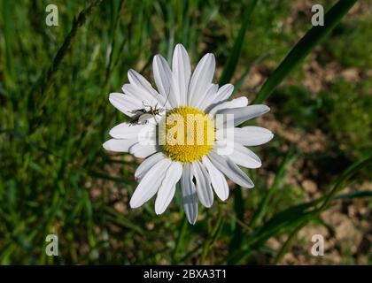 Einfaches weißes und gelbes Gänseblümchen mit Insekt auf weißen Blütenblättern Stockfoto