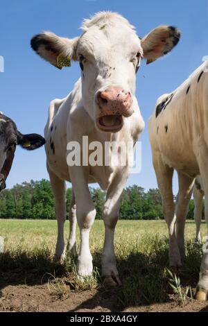 Lustige weiße Kuh zwischen zwei anderen Kühen starrt direkt in die Kamera und hat ihren Mund geöffnet. Fotografiert aus einem niedrigen Blickwinkel Stockfoto