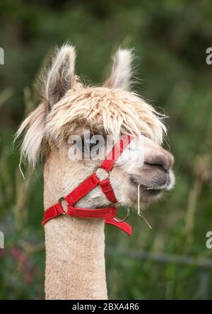 Kopfportrait eines domestizierten Alpaka mit rotem Kopfkragen und Stroh im Mund, der bei einer lokalen County Show einen Tag mit schlechten Haaren hatte. Stockfoto