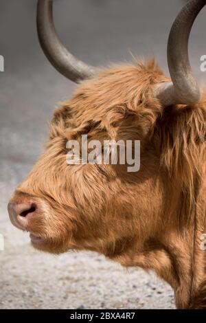 Seitenansicht des Kopfes einer wiederkäuenden Highland Cow auf der Churchill Island Heritage Farm, Phillip Island, Victoria, Australien Stockfoto