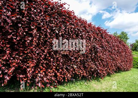 Fagus Hedge sylvatica Purpurea, Fagus purpurea Hecke Windbreche Buche Hedge Garten Stockfoto