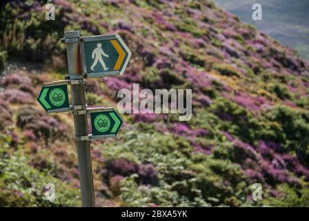 Öffentliches Wanderwegschild in Nordwales an einem unscharf beleuchteten Hang mit violetter und grüner Vegetation im Hintergrund. Stockfoto
