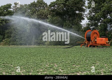 Wasser auf einem Feld mit Bewässerungssystem und großer Schlauchtrommel in den Niederlanden während längerer Trockenheit auf einem Feld mit Gemüse sprühen Stockfoto