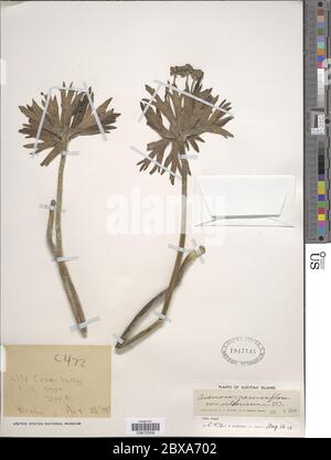 Anemone narcissiflora var villosissima DC Anemone narcissiflora var villosissima DC. Stockfoto