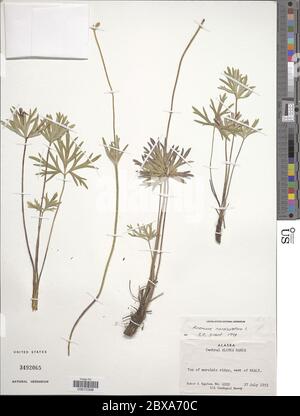 Anemone narcissiflora L Anemone narcissiflora L. Stockfoto