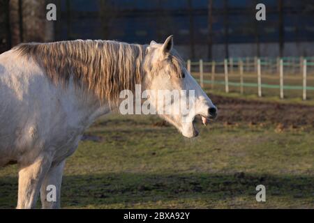 Weißes Pferd gähnt oder beißt auf einer eingezäunten Weide Stockfoto