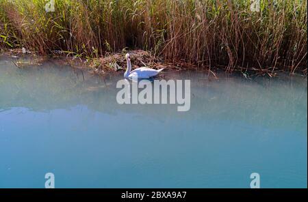 Stummer Schwan mit Nest und Eiern - Luftaufnahme Stockfoto