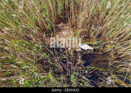 Stummer Schwan mit Nest und Eiern - Luftaufnahme Stockfoto