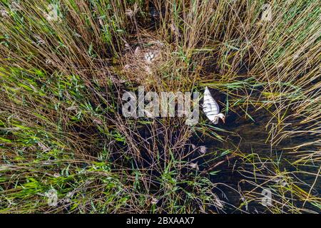 Stummer Schwan mit Nest und Eiern - Luftaufnahme Stockfoto