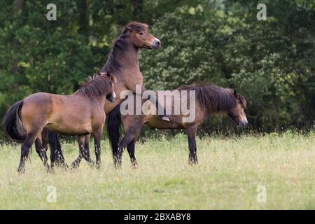 Exmoor Ponys frei Roaming auf dem 3500 Hektar großen Knepp Castle Estate Shipley UK. Die Kastanienbraunen Ponys werden für die Beweidung und Verwildung des Geländes verwendet. Stockfoto