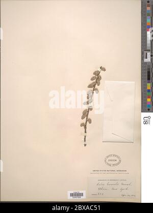 Salix humiis Marshall Salix humiis Marshall. Stockfoto