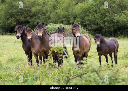 Exmoor Ponys frei Roaming auf dem 3500 Hektar großen Knepp Castle Estate Shipley UK. Die Kastanienbraunen Ponys werden für die Beweidung und Verwildung des Geländes verwendet. Stockfoto