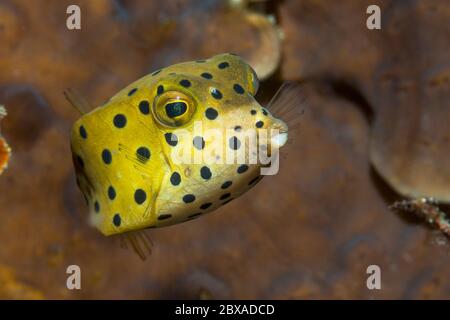 Juveniler Gelber Boxfisch [Ostracion cabicus]. Lembeh Strait, Nord-Sulawesi, Indonesien. Stockfoto