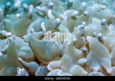 Bubble Korallen Polypen [Plerogyra sinuosa]. Puerta Galera, Philippinen. Stockfoto