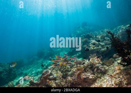 Korallenriff-Landschaft mit zwei-Punkt-gebänderten Schnappern [Lutjanus biguttatus] und Schächten des Sonnenlichts. West Papua, Indonesien. Stockfoto