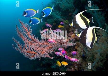 Maurische Götzen (Zanclus cornuta) schwimmen an Gorgonien auf Korallenriff. Pulverblauer Surgeonfish (Acanthurus leucosternon) und quadratische Anthias. Stockfoto