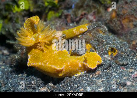 Ceratosoma mit vielen Loppen [Ceratosoma tenue]. Lembeh Strait, Nord-Sulawesi, Indonesien. Stockfoto