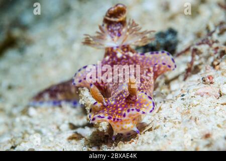 Nudibranch - Ceratosoma tenue. West Papua, Indonesien. Indo-West-Pazifik. Stockfoto