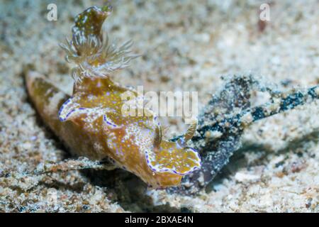 Nudibranch - Ceratosoma tenue. West Papua, Indonesien. Indo-West-Pazifik. Stockfoto