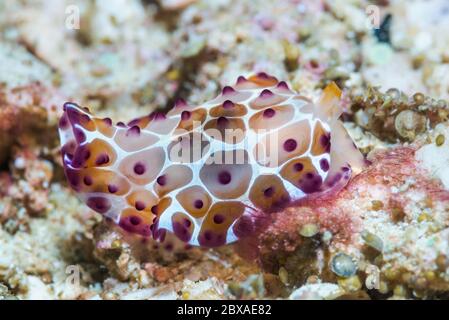 Pleurobranchus grandis [?] Jugendlich. Seitlich gefräste Schnecke. West Papua, Indonesien. Indo-West-Pazifik. Stockfoto