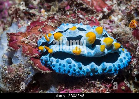 Nudibranch - Phyllidia sp. West Papua, Indonesien. Indo-West-Pazifik. Stockfoto