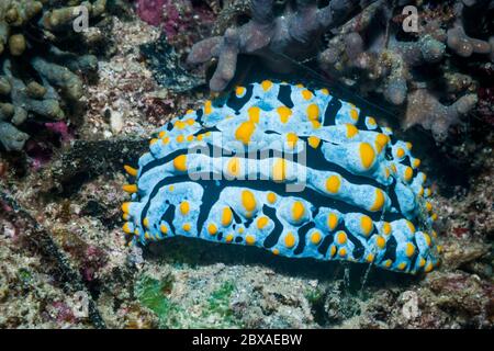 Nacktschnecken - Phyllidia varicosa. West Papua, Indonesien. Indo-West-Pazifik. Stockfoto