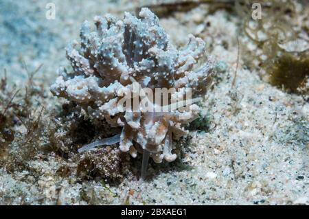 Nacktschnecken [Phyllodesmium crypticum]. Puerto Galera, Philippinen. Stockfoto