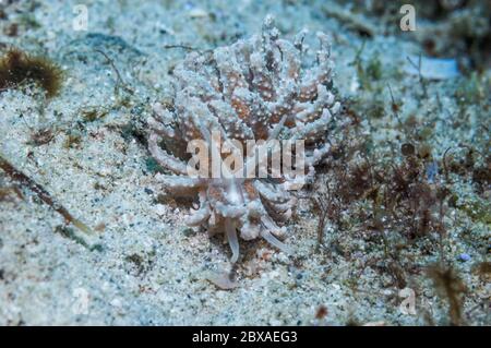 Nacktschnecken [Phyllodesmium crypticum]. Puerto Galera, Philippinen. Stockfoto