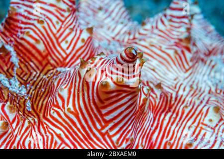 Candycane Seegurke [Thelenota rubralineata] Detail. Nord-Sulawesi, Indonesien. Stockfoto