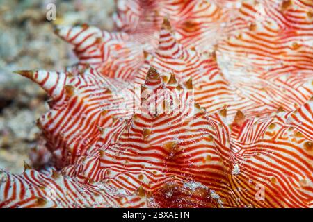 Candycane Seegurke [Thelenota rubralineata] Detail. Nord-Sulawesi, Indonesien. Stockfoto