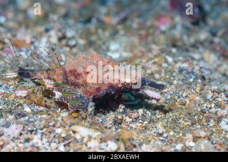 Kurzer Drachenfisch, Drachenmeer-Motte, Pegasus [Europegasus draconis]. Lembeh Strait, Nord-Sulawesi, Indonesien. Stockfoto