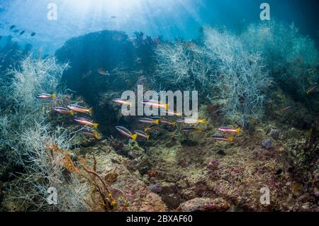 Korallenriff-Landschaft mit zwei-Punkt-gebänderten Schnappern [Lutjanus biguttatus] und schwarzen Korallen [Antipathes dichotoma]. West Papua, Indonesien. Stockfoto