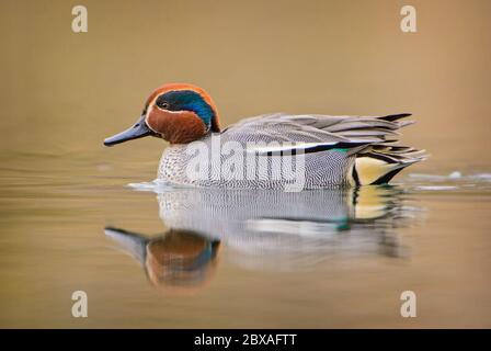 Grünflügelige Blaualge - Anas crecca, schöne bunte kleine Ente aus euroasiatischen Süßwasser, Zug, Schweiz. Stockfoto