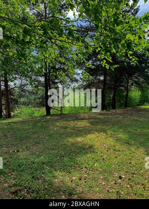 Frühlingslandschaft. Ein Rasen im Schatten der Bäume. Stockfoto