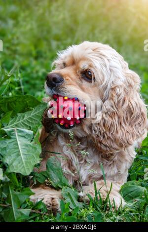 Cocker Spaniel sitzt auf Gras mit Ball im Mund. Hund spielt mit einem Ball Stockfoto