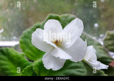 Die weiße Saintpaulia-Blume, die als Afrikanisches Violett bekannt ist, blüht Stockfoto